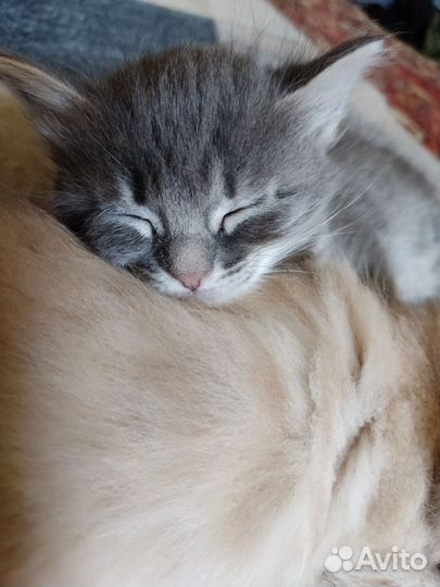 Котëнок, в добрые руки, девочка