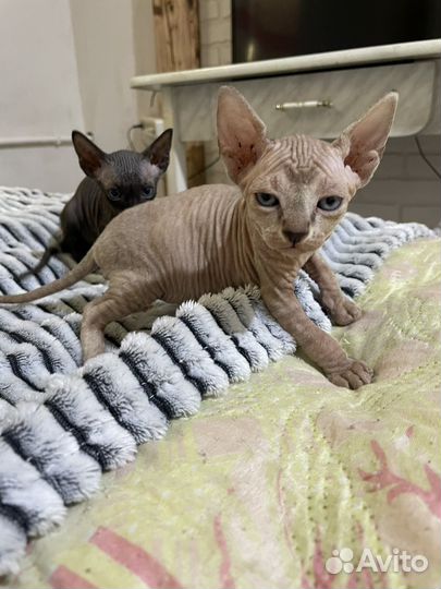 Канадский сфинкс котенок