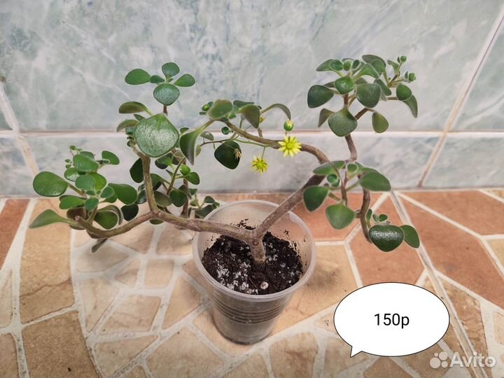 Комнатные цветы