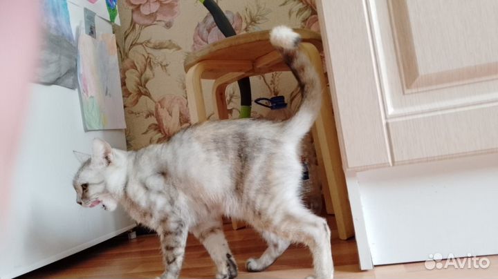 Кошечка в добрые руки