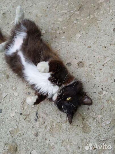 Кошка ищет дом