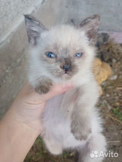 Отдам в добрые руки котят девочки