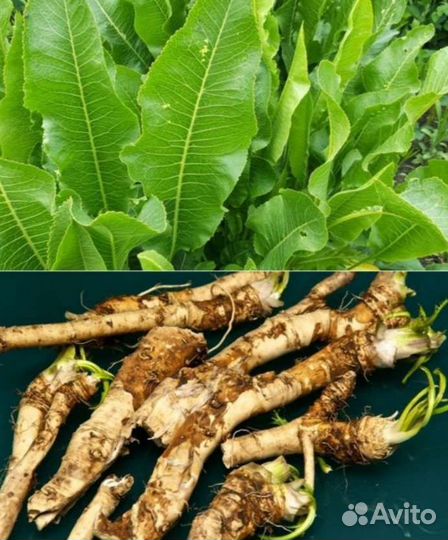 Хрен корешки, листья для консервации
