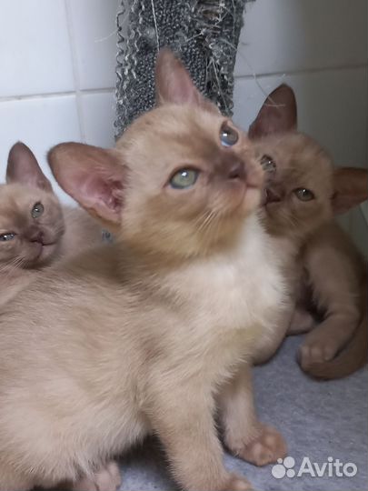 Бурманские котята