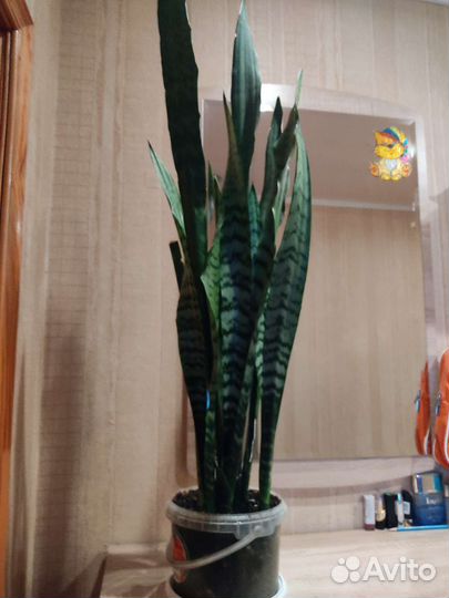 Сансевиерия, (тещин язык)