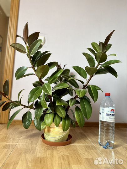 Фикус мелани