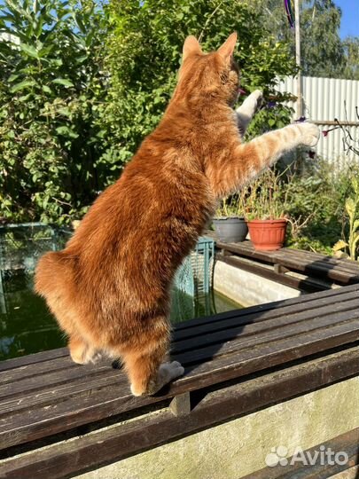 Кошечка курильского бобтейла