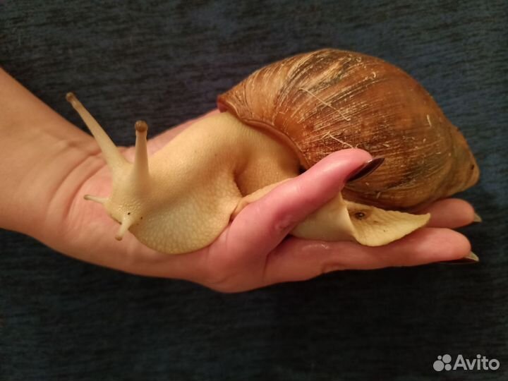 Улитки Архахатины