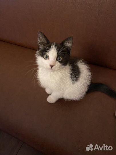 Кошка в дар бесплатно