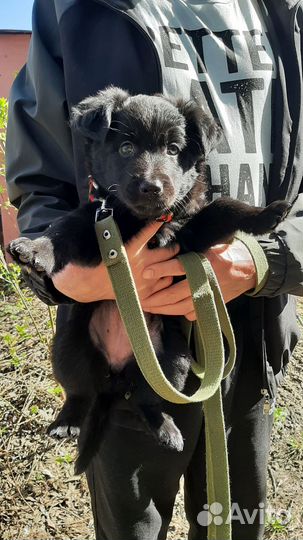 Щенок девочка бесплатно