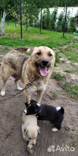 Собака в добрые руки отдам бесплатно
