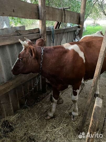 Корова телка