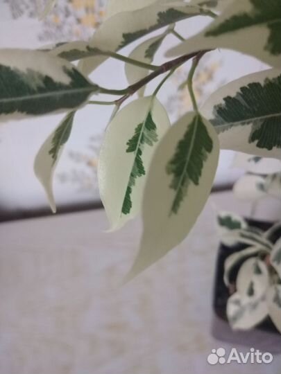 Фикус Бенджамина