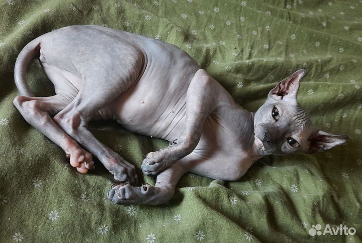 Девочка эльфийка