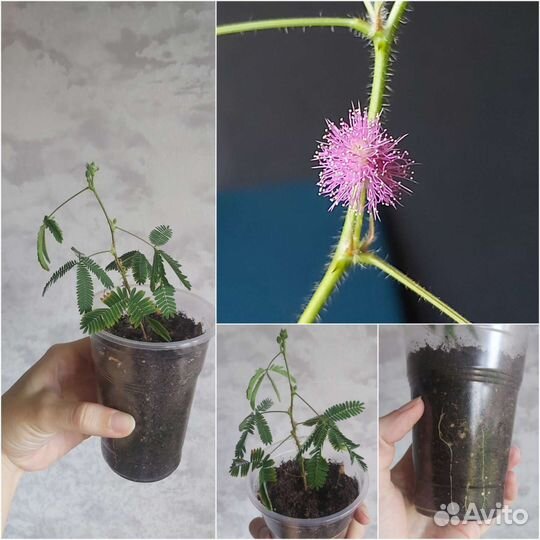 Мимоза стыдливая экзот