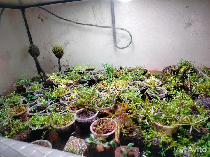 Аквариумные рыбки