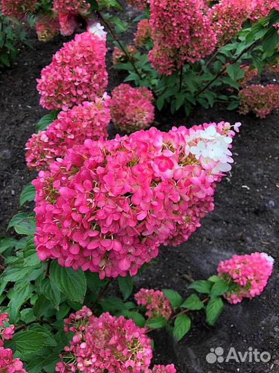 Гортензия Строуберри Блоссом