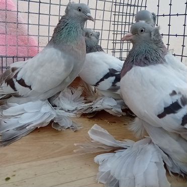 Голуби разных пород
