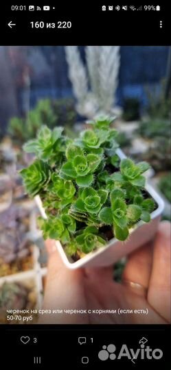 Суккуленты, Крассулы, срезы