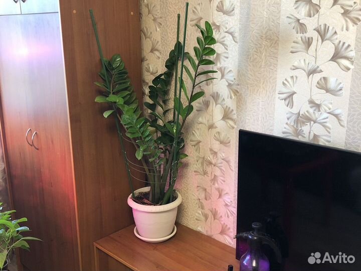 Замиокулькас Долларовое дерево от