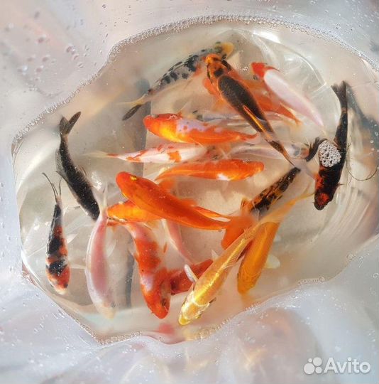 Карпы Кои: Яркие породы 18-20см