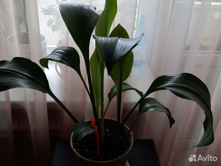 Эухарис амазонская лилия
