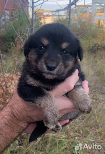 Щенки