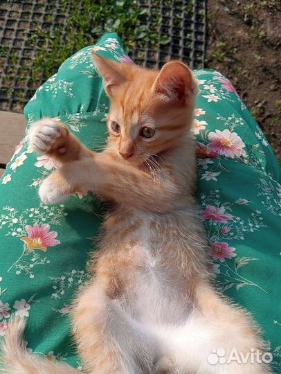 Котенок
