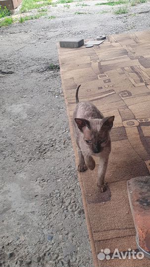 Кошка сфинкс