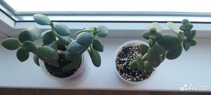 Крассула толстянка денежное дерево
