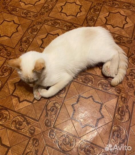 Кошка в дар бесплатно