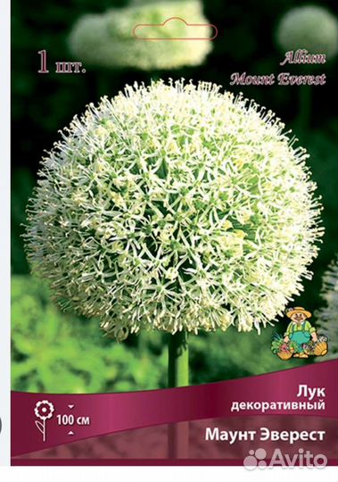 Лук декоративный