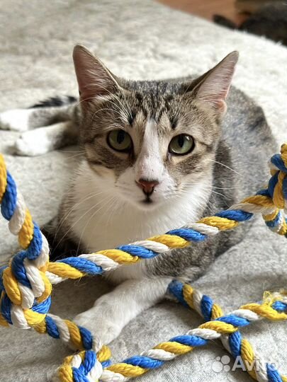 Красивая кошка