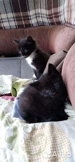 Кошки в добрые руки