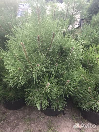 Сосна горная мугус