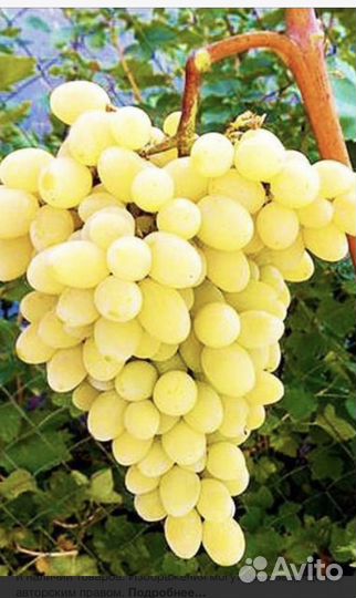 Саженцы винограда,Августин