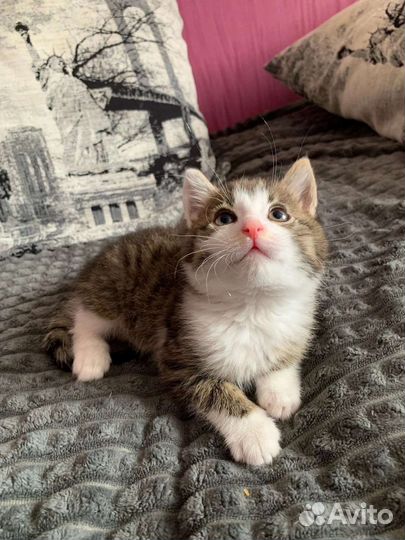 Котята в добрые руки бесплатно