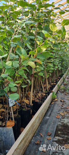 Саженцы плодовых деревьев и кустарников