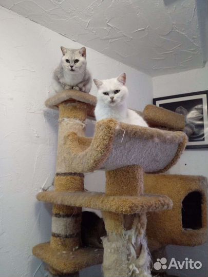 Кошечки и коты в добрые руки