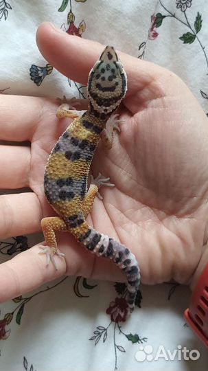 Эублефар самки и самцы 3-4 месяца