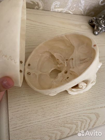 Череп анатомический