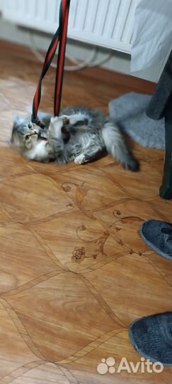 Кошки в добрые руки бесплатно