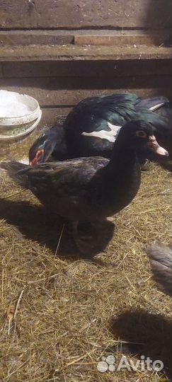 Мускусные утки