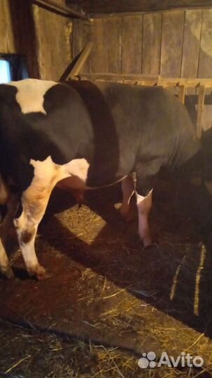 Бычки и быки на мясо