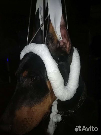 Корона для постановки ушей добермана