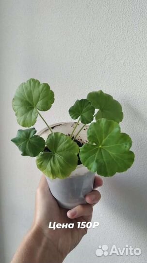 Пеларгония герань розебудная красная розочками