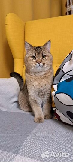 Шотладский кот вязка