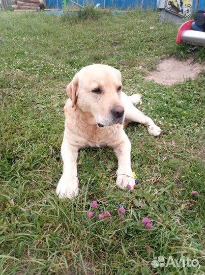 Продаю собак