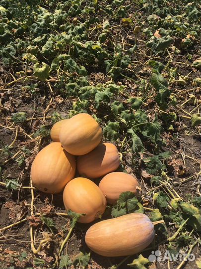 Тыква витаминная