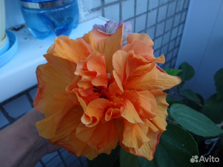 Сортовой гибискус Double Peach на цвету